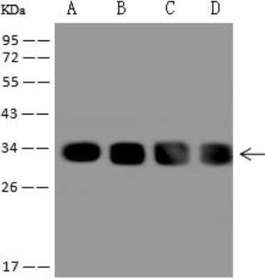 Western Blot: FTSJ2 Antibody [NBP3-12592]