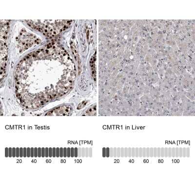 Immunohistochemistry-Paraffin: FTSJD2 Antibody [NBP1-83046]