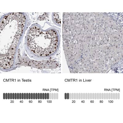 Immunohistochemistry-Paraffin: FTSJD2 Antibody [NBP1-83047]