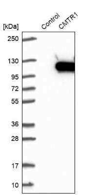 Western Blot: FTSJD2 Antibody [NBP1-83048]