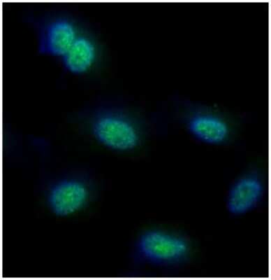 Immunocytochemistry/ Immunofluorescence: FUBP1 Antibody (14F5) - BSA Free [NBP2-59448]