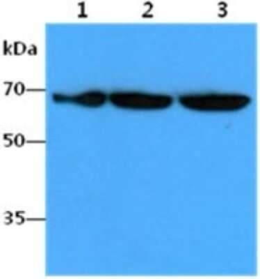 Western Blot: FUBP1 Antibody (14F5)BSA Free [NBP2-59448]