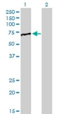 Western Blot: FUBP1 Antibody (3H4) [H00008880-M01]