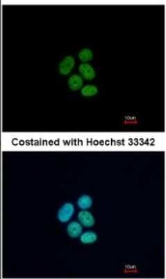 Immunocytochemistry/ Immunofluorescence: FUBP1 Antibody [NBP2-16543]