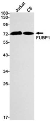 Western Blot: FUBP1 Antibody (S06-4F3) [NBP3-19639]