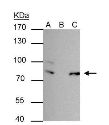 Western Blot: FUBP1 Antibody [NBP2-16542]