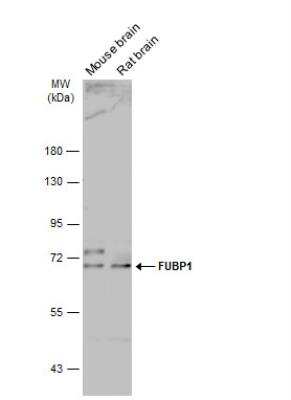 Western Blot: FUBP1 Antibody [NBP2-16542]