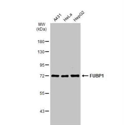 Western Blot: FUBP1 Antibody [NBP2-16542]