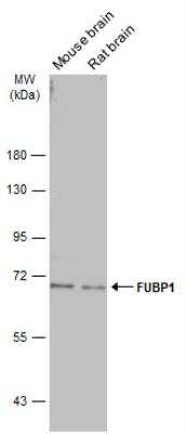 Western Blot: FUBP1 Antibody [NBP2-16543]