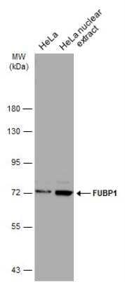 Western Blot: FUBP1 Antibody [NBP2-16543]