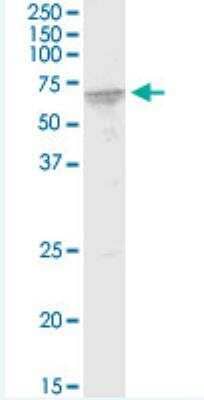 Western Blot: FUBP3 Antibody (7B10) [H00008939-M03-100ug]