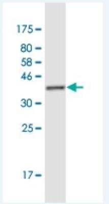 Western Blot: FUBP3 Antibody (7B10) [H00008939-M03-100ug]