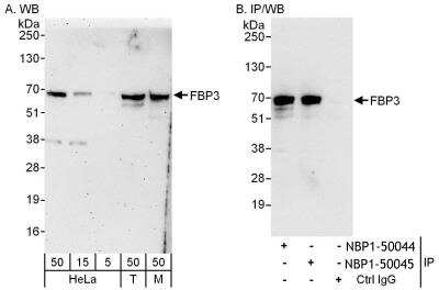 Immunoprecipitation: FUBP3 Antibody [NBP1-50044]