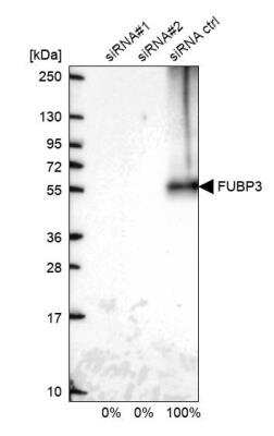 Western Blot: FUBP3 Antibody [NBP2-14030]