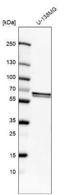 Western Blot: FUBP3 Antibody [NBP2-58466]