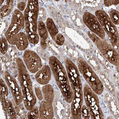 Immunohistochemistry-Paraffin: FUCA2 Antibody [NBP1-85192]