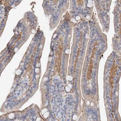 Immunohistochemistry-Paraffin: FUCA2 Antibody [NBP1-85192]