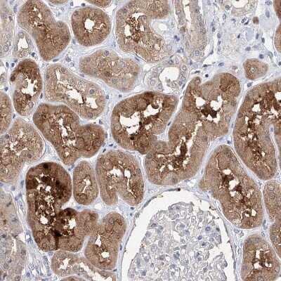 Immunohistochemistry-Paraffin: FUCA2 Antibody [NBP1-85192]