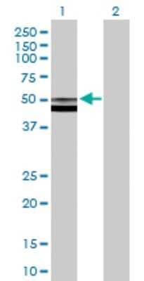 Western Blot: FUCA2 Antibody [H00002519-B01P]