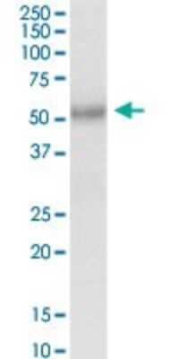 Western Blot: FUCA2 Antibody [H00002519-D01P]