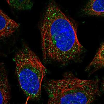 Immunocytochemistry/ Immunofluorescence: FUK Antibody [NBP1-83467]