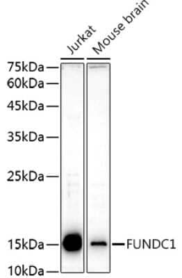 Western Blot: FUNDC1 AntibodyAzide and BSA Free [NBP3-03955]