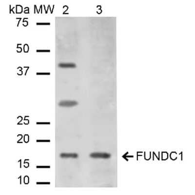 Western Blot: FUNDC1 Antibody [NBP3-18250]