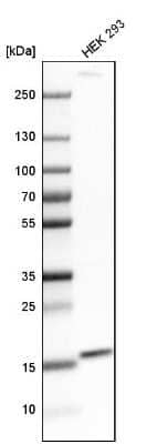 Western Blot: FUNDC1 Antibody [NBP1-81063]