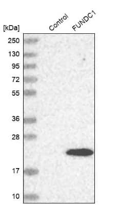 Western Blot: FUNDC1 Antibody [NBP1-81063]