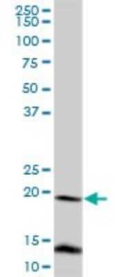 Western Blot: FUNDC2 Antibody [H00065991-B02P]