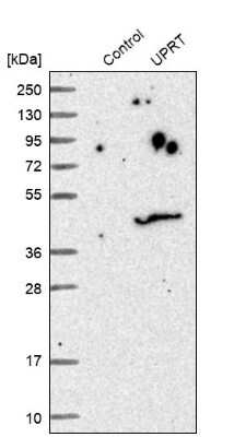 Western Blot: FUR1 Antibody [NBP1-87979]