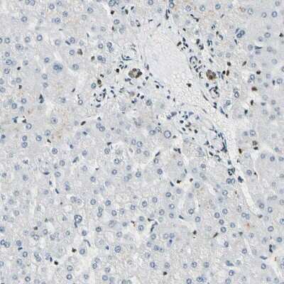 Immunohistochemistry-Paraffin: FUS Antibody [NBP1-89113]