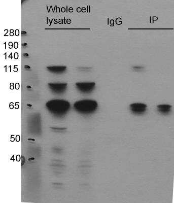 Immunoprecipitation: FUS Antibody [NB100-561]