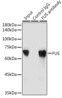 Immunoprecipitation: FUS Antibody - BSA Free [NBP3-03651]