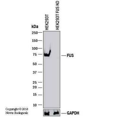 Knockout Validated: FUS Antibody [NB100-2599]