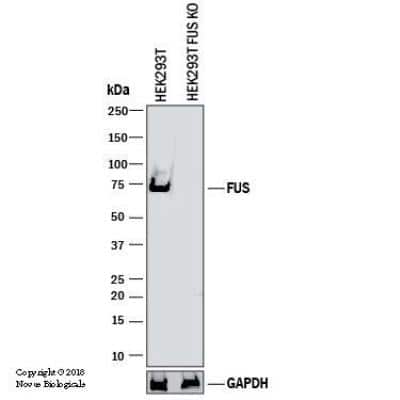 Knockout Validated: FUS Antibody [NB100-562]