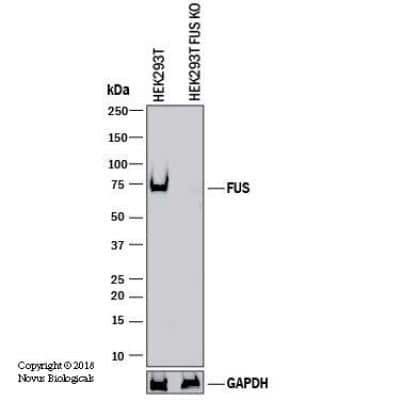 Knockout Validated: FUS Antibody [NB100-565]