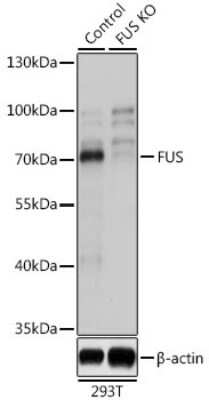 Knockout Validated: FUS Antibody - BSA Free [NBP3-03651]