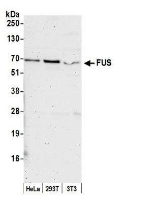 Western Blot: FUS Antibody [NB100-560]