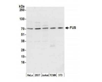 Western Blot: FUS Antibody [NB100-561]