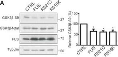 Western Blot: FUS Antibody [NB100-565]