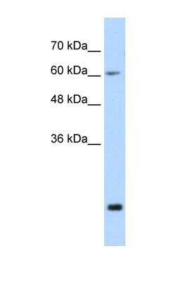 Western Blot: FUS Antibody [NBP1-57309]
