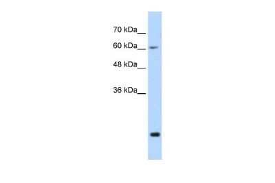 Western Blot: FUS Antibody [NBP1-57309]