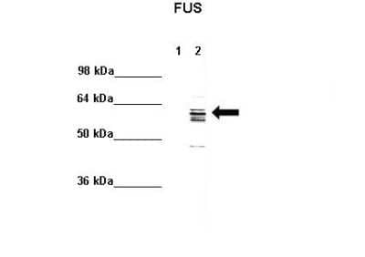 Western Blot: FUS Antibody [NBP1-57309]