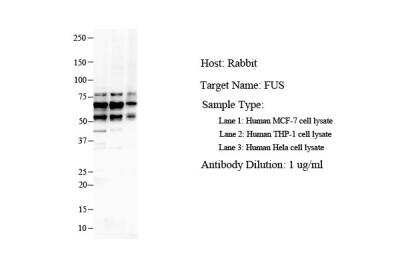 Western Blot: FUS Antibody [NBP1-57309]