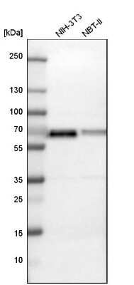 Western Blot: FUS Antibody [NBP1-89113]