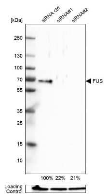 Western Blot: FUS Antibody [NBP1-89113]
