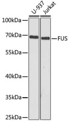 Western Blot: FUS AntibodyBSA Free [NBP3-03651]