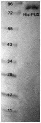 Western Blot: Recombinant Human FUS His Protein [NBP1-42462]