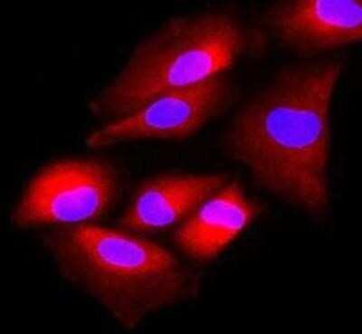 Immunocytochemistry/ Immunofluorescence: FUS2 Antibody (2F4) - BSA Free [NBP1-41157]